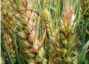 食品中真菌毒素的檢測方法有哪些？