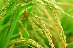 糧食重金屬檢測儀多少錢一臺？