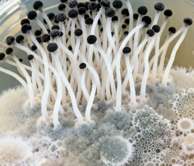 真菌毒素檢測(cè)儀