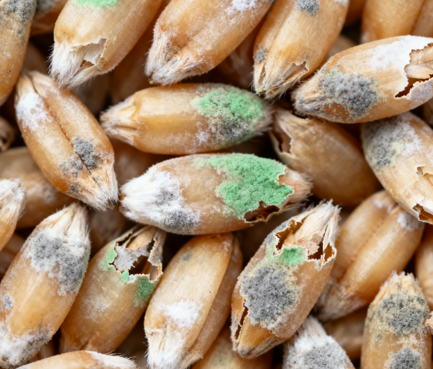 高校實(shí)驗(yàn)室用：LD-LZ1真菌毒素檢測儀，熒光定量技術(shù)適配教學(xué)科研